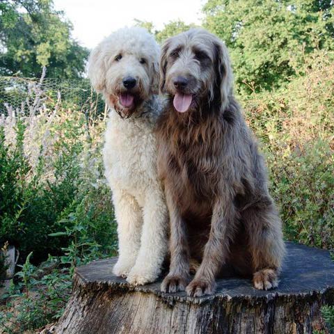 Standard Labradoodle / Goldendoodle