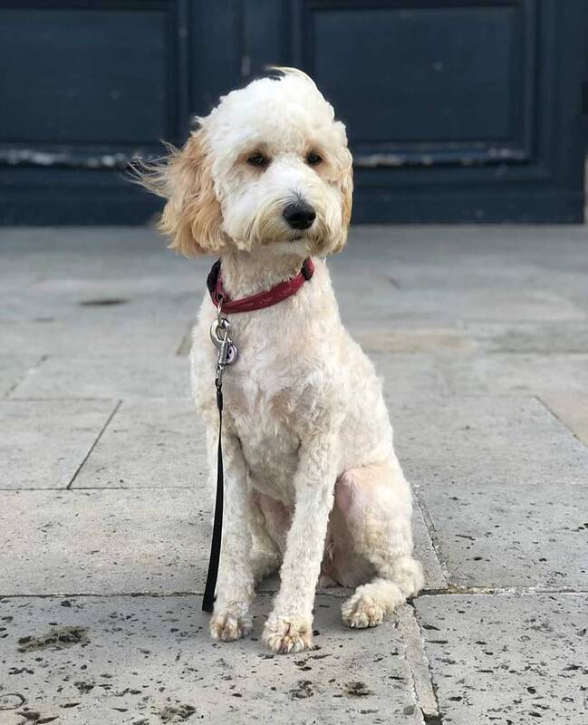 Grooming Clipping Brushing Doodles coats