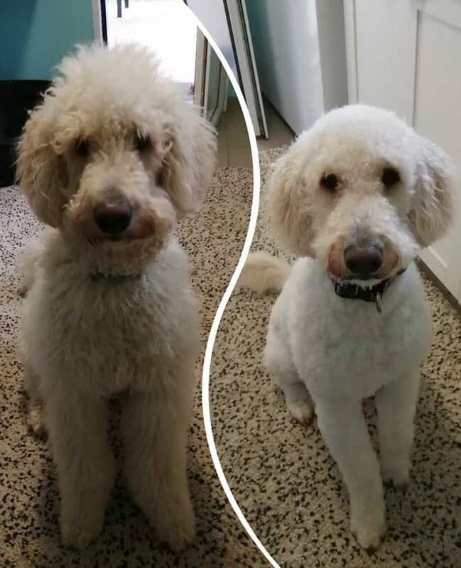 How to groom a golden doodle