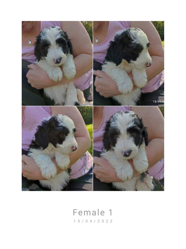 Bordoodles Breeder of Puppies in France southwest region