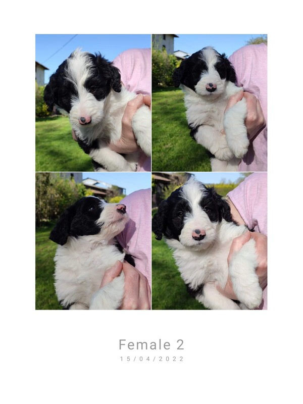 Bordoodles Breeder of Puppies in France southwest region