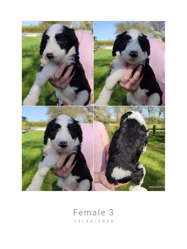 Bordoodles Breeder of Puppies in France southwest region