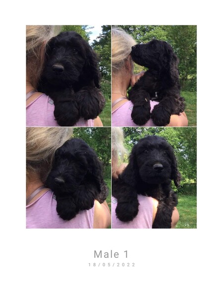 Labradoodle Puppies France southwest region