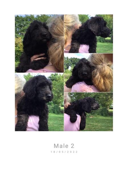 Labradoodle Breeder Puppies France southwest region