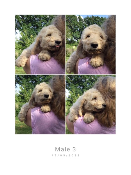 Labradoodles Puppies France Doodles southwest region