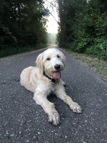 Goldendoodle puppies Charente France 