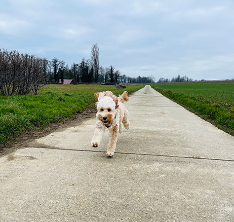 Goldendoodles Finland